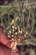 Allium cepa var. viviparum (Cultivated) 2   (click for a larger preview)