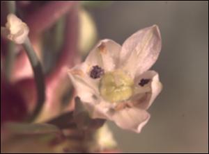 Allium cepa var. viviparum (Cultivated) 3   (click for a larger preview)