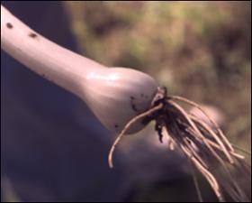 Allium cepa var. viviparum (Cultivated) 4   (click for a larger preview)