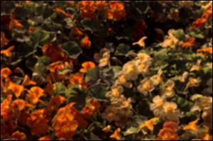 Tropaeolum majus  (Cultivated)   (click for a larger preview)