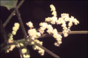 Laportea canadensis  (Native) 2   (click for a larger preview)
