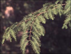 Metasequoia glyptostroboides (Cultivated) 2   (click for a larger preview)