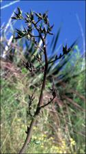 Lactuca canadensis  (Native) 5   (click for a larger preview)