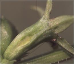 Triodanis perfoliata (Native) 3   (click for a larger preview)