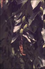 Betula alleghaniensis (Cultivated)   (click for a larger preview)