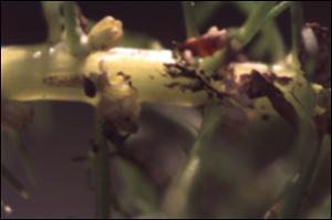 Myriophyllum heterophyllum (Native) 2   (click for a larger preview)