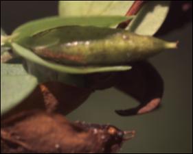 Hypericum hypericoides (Native) 2   (click for a larger preview)