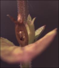 Triodanis perfoliata (Native) 4   (click for a larger preview)
