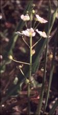 Sagittaria graminea? (Native) 8   (click for a larger preview)