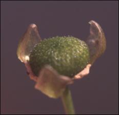 Sagittaria graminea? (Native) 14   (click for a larger preview)