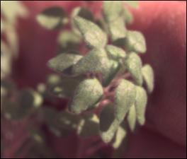 Parietaria floridana? (Native) 2   (click for a larger preview)