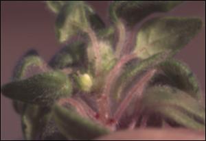 Parietaria floridana? (Native) 3   (click for a larger preview)