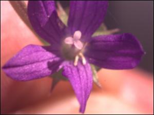 Triodanis perfoliata (Native) 5   (click for a larger preview)