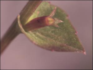 Triodanis perfoliata (Native) 7   (click for a larger preview)