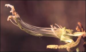Bauhinia ungulata   (click for a larger preview)
