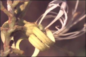 Bauhinia ungulata 4   (click for a larger preview)