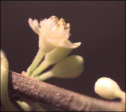 Casearia sylvestris 3   (click for a larger preview)
