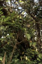 Casearia sylvestris 5   (click for a larger preview)