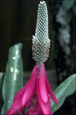 Aechmea mariae-reginae 2   (click for a larger preview)