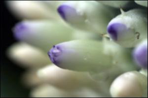 Aechmea mariae-reginae 5   (click for a larger preview)