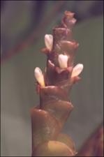 Calathea lutea 3   (click for a larger preview)