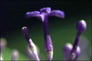 Faramea suerrensis   (click for a larger preview)