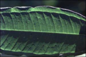 Faramea suerrensis 4   (click for a larger preview)