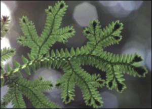 Selaginella sp.   (click for a larger preview)