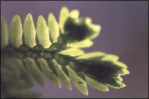 Selaginella sp. 2   (click for a larger preview)
