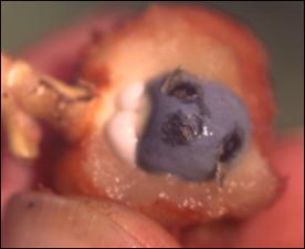 Calathea gymnocarpa 4   (click for a larger preview)