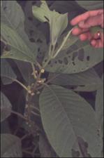 Siparuna pauciflora   (click for a larger preview)