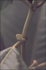 Siparuna pauciflora 2   (click for a larger preview)