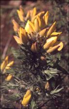 Ulex europaeus   (click for a larger preview)