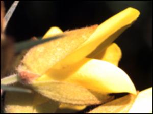 Ulex europaeus 2   (click for a larger preview)