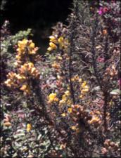 Ulex europaeus 6   (click for a larger preview)