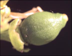 Citrus sinensis (Cultivated) 5   (click for a larger preview)