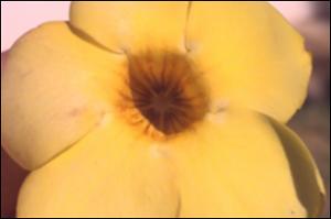 Allamanda cathartica (Cultivated) 6   (click for a larger preview)