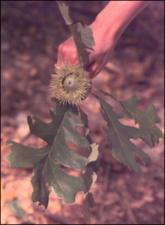 Quercus macrocarpa (Native) 4   (click for a larger preview)