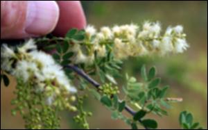 Acacia rigidula (Native) 6   (click for a larger preview)