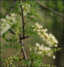 Acacia rigidula (Native) 7   (click for a larger preview)