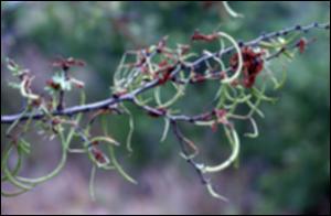 Acacia rigidula (Native) 8   (click for a larger preview)