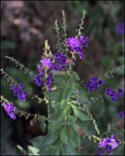 Duranta repens (Cultivated) 6   (click for a larger preview)