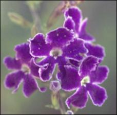 Duranta repens (Cultivated) 7   (click for a larger preview)