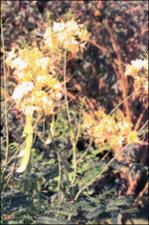 Caesalpinia pulcherrima cv. Creampuff (Cultivated)   (click for a larger preview)