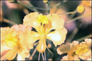Caesalpinia pulcherrima cv. Creampuff (Cultivated) 2   (click for a larger preview)
