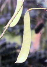 Caesalpinia pulcherrima cv. Creampuff (Cultivated) 4   (click for a larger preview)