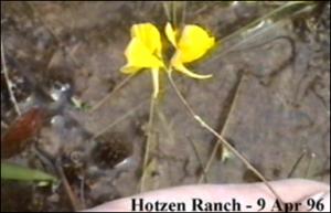 Utricularia cornuta (Native)   (click for a larger preview)