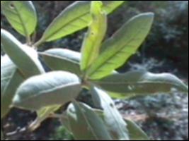Quercus incana (Native) 2   (click for a larger preview)