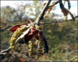 Quercus incana (Native) 3   (click for a larger preview)
