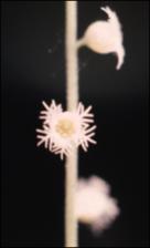 Mitella diphylla (Native)   (click for a larger preview)